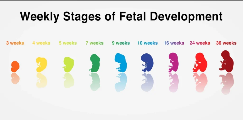 Pregnancy Due Date Calculator